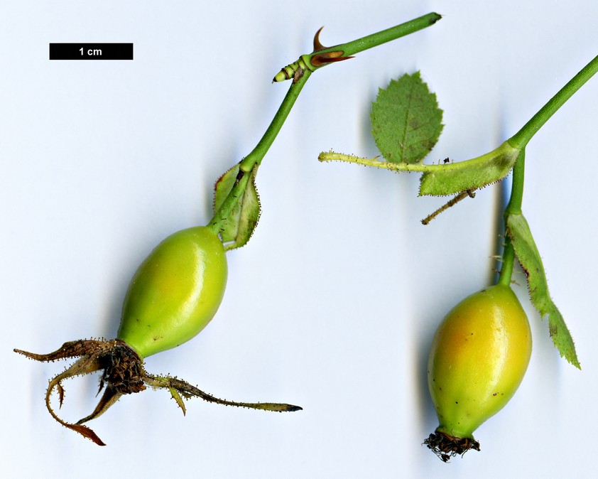 High resolution image: Family: Rosaceae - Genus: Rosa - Taxon: rubiginosa - SpeciesSub: subsp. columnifera